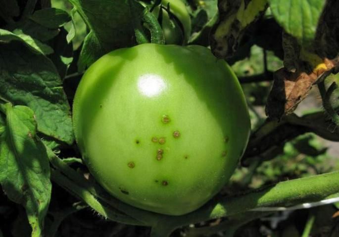 Figure 7. Lesions on tomato fruit.